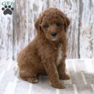 Kassia, Mini Labradoodle Puppy